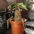 Immagine del prodotto Mandragora - Figura di creature magiche di Harry Potter