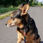 Immagine del prodotto Avengers - Guinzaglio per cani Comic Heroes