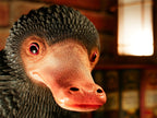 Produktbild Niffler Life-Size Statue - Phantastische Tierwesen