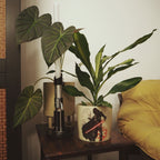Image produit Star Wars - Pot de fleurs Darth Vader