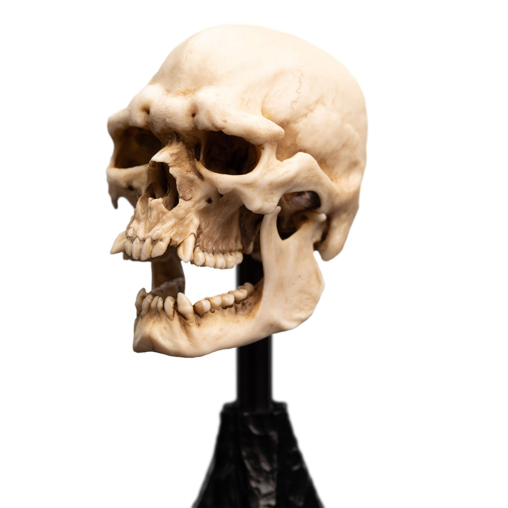 Image produit Le Seigneur des Anneaux - Crâne d’Orque du Mordor Mini Statue